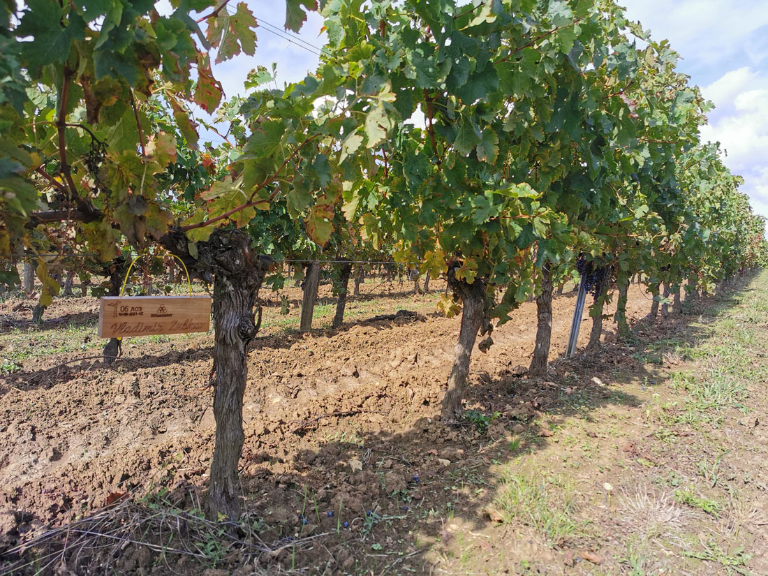 Виноградник на урожай